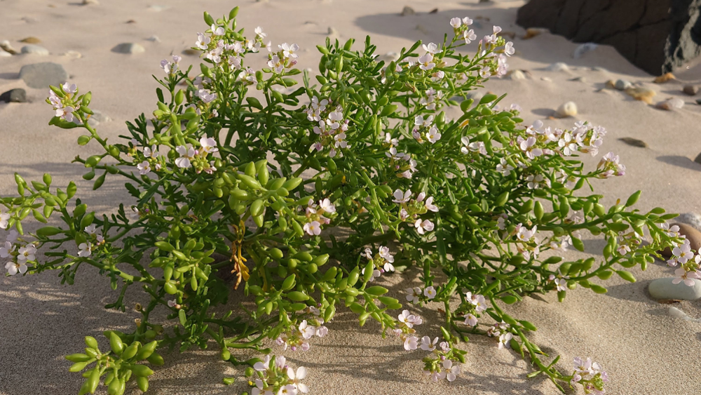 Bespoke Foraging and Wild Food Experience - For Three