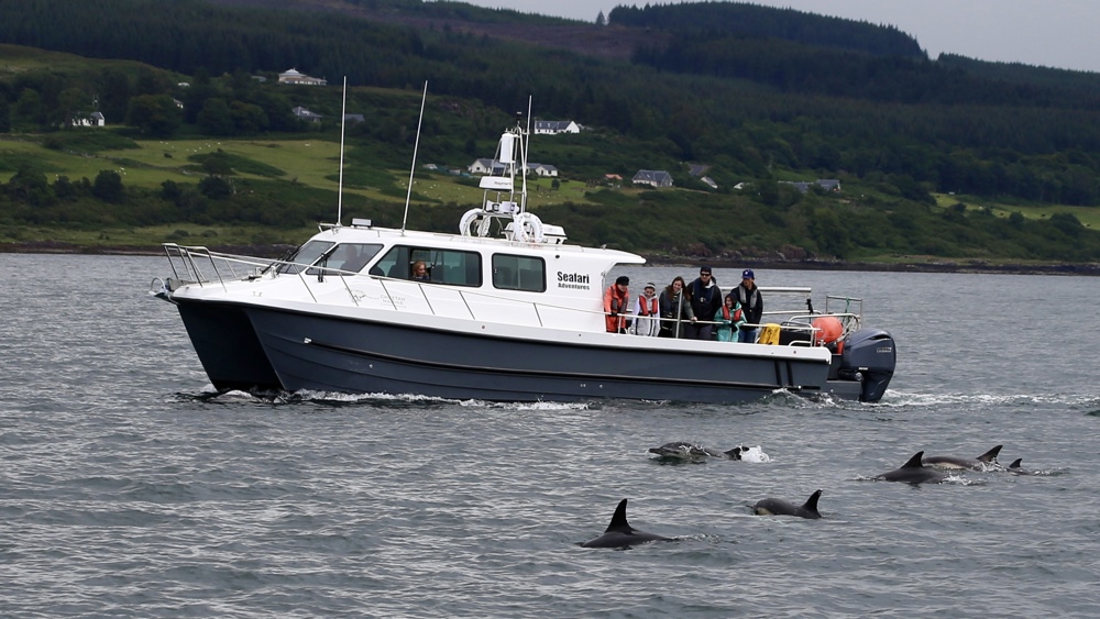 Corryvreckan Wildlife & Whales Tour