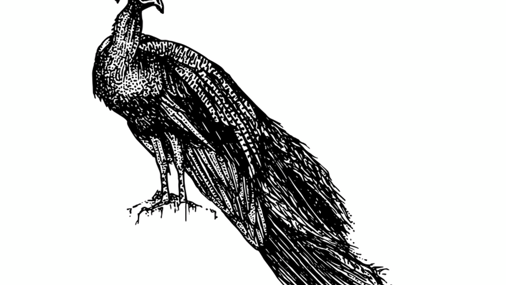 Thursday 03rd September 2026 - Line Drawing Workshop with Lunch 
