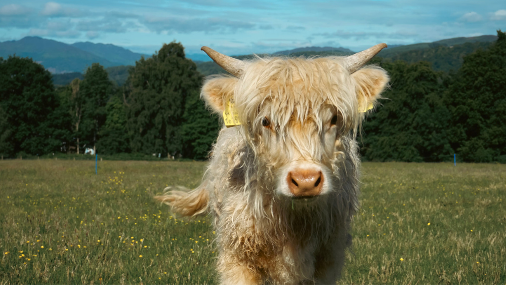 Highland Cow Experience - for one