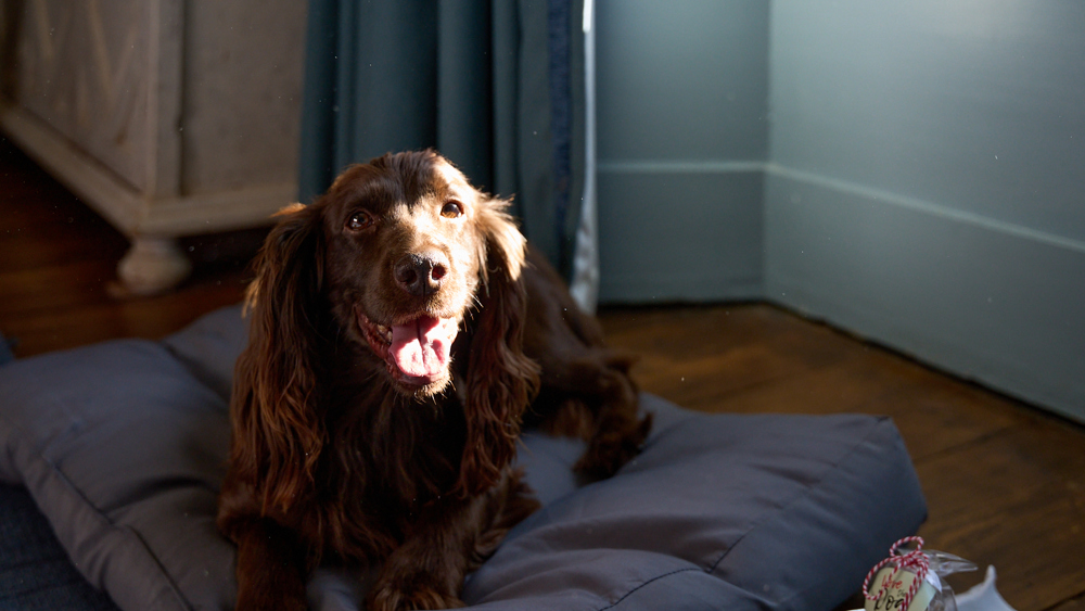 Pawsome Retreat in a Royal Room