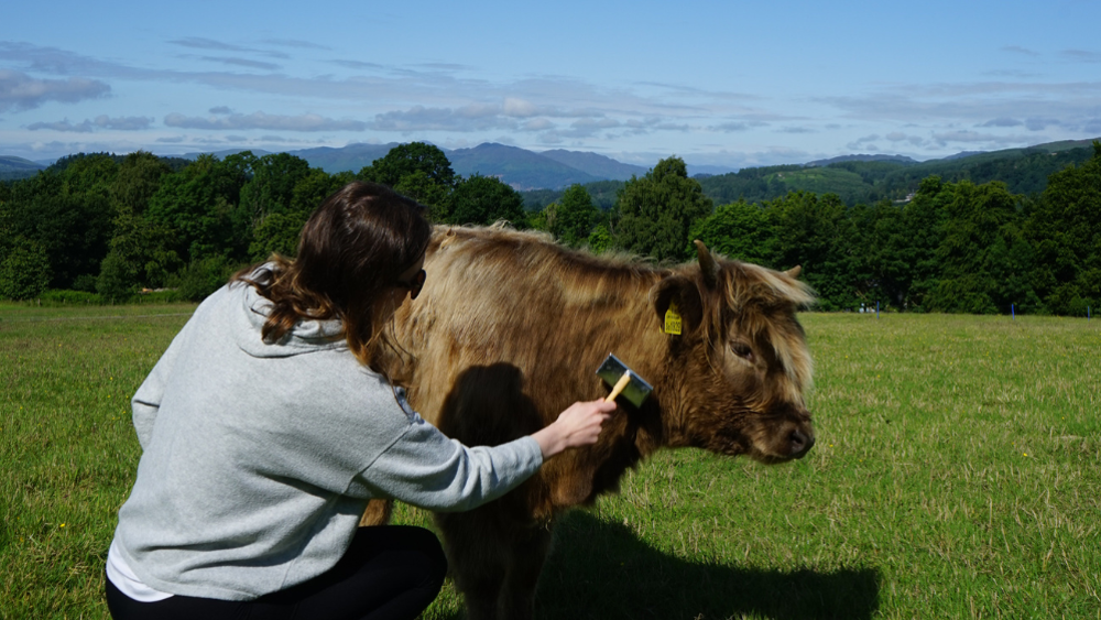 Highland Cow Experience - for one