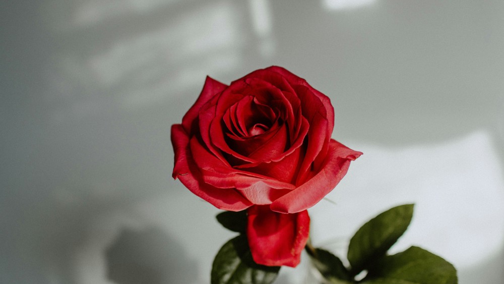 Red Rose | Single Stem