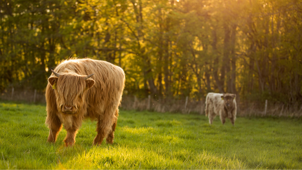 Highland Cow Experience - for one