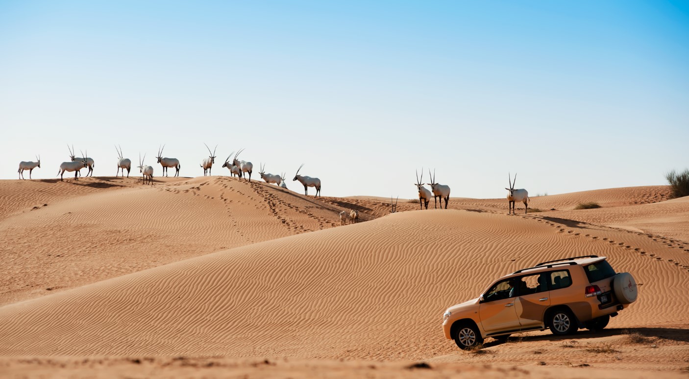Wildlife Drive & Afternoon Tea Experience