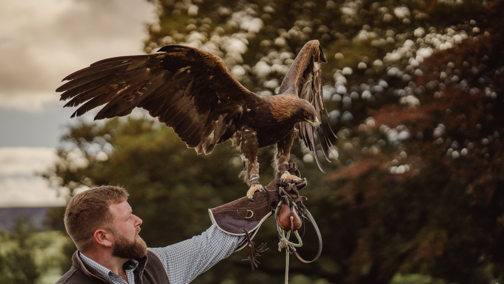 Introductory Falconry Lesson for Two