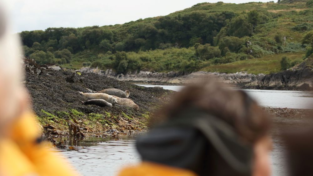 Corryvreckan Wildlife Tour