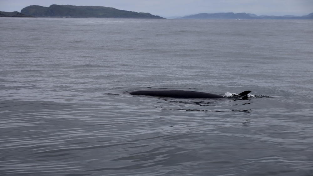 Corryvreckan Wildlife & Whales Tour