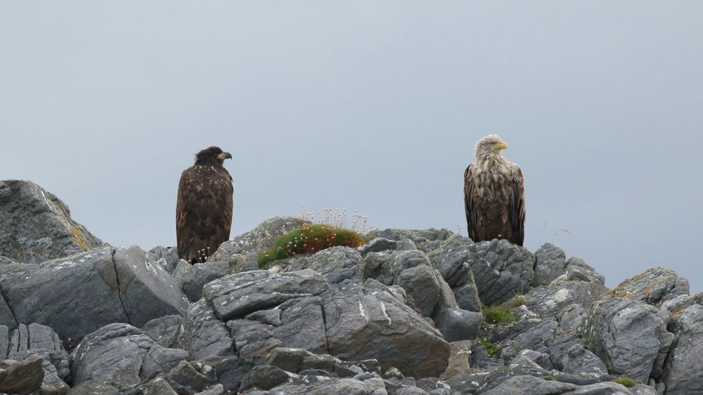 Corryvreckan Wildlife & Whales Tour