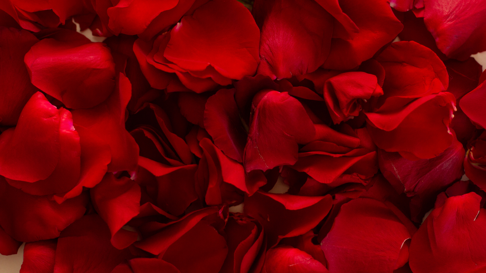 Rose Petals Extra Large Bag (1kg)