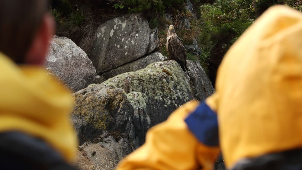 Corryvreckan Wildlife Tour