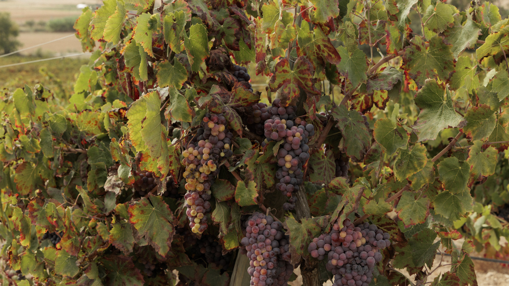 AUBOR - Finca Serena Red Wine