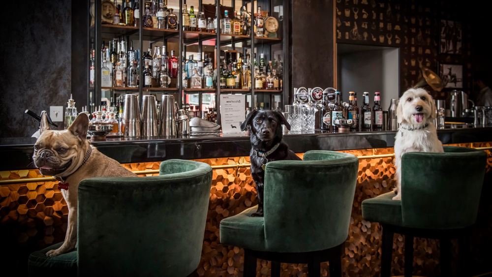 Celebrate Your Dog’s Birthday at Smith & Whistle