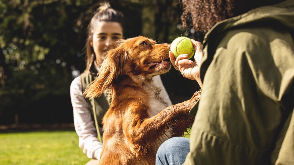 Introductory Gundog Lesson for One