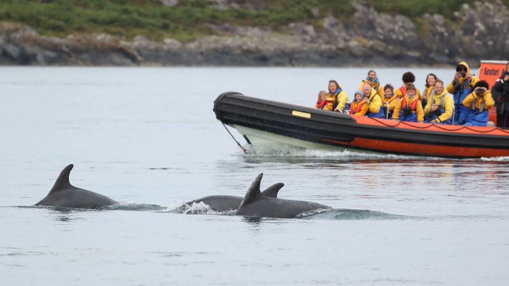 Corryvreckan Wildlife Tour