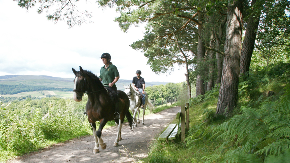 One hour horse riding hack for one