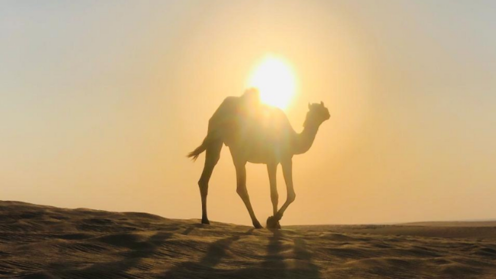 Quickie to the Desert for 1-6