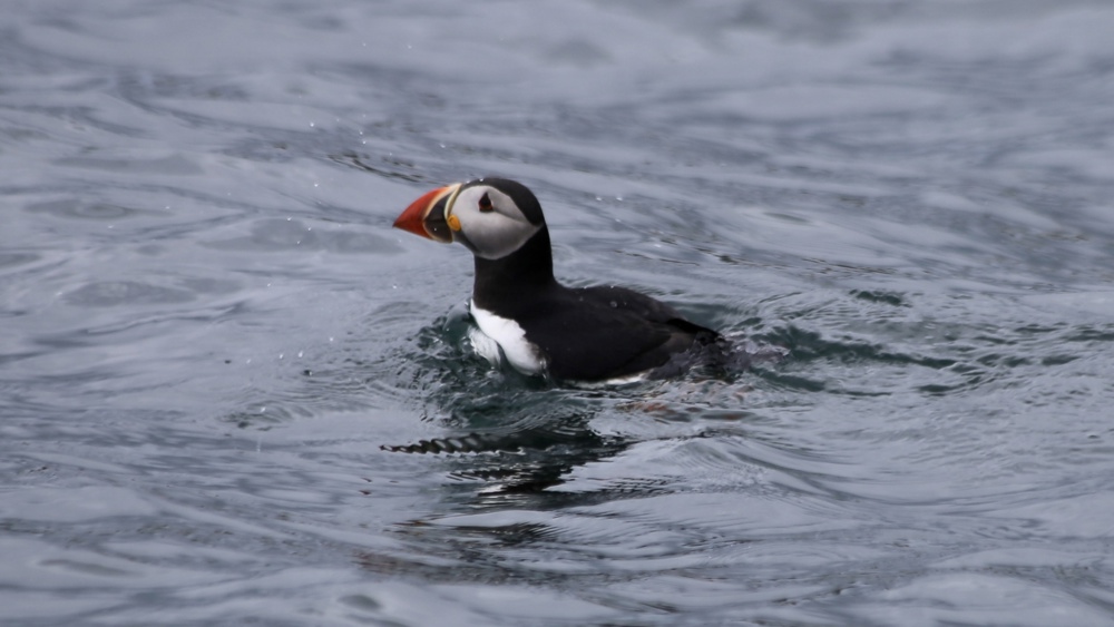 Day Tour - Iona, Staffa & Puffin Colony