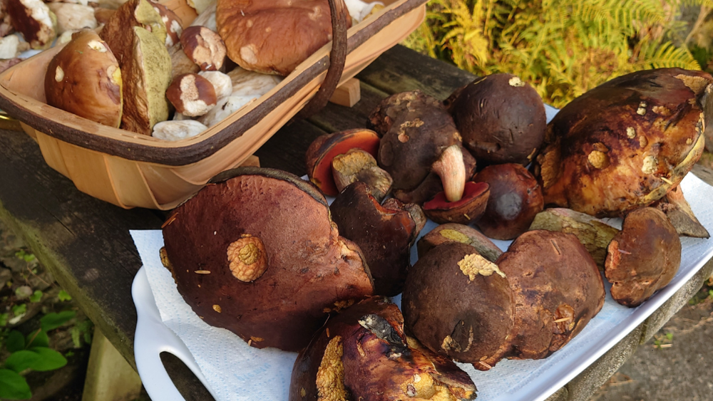 Bespoke Foraging and Wild Food Experience - For Three