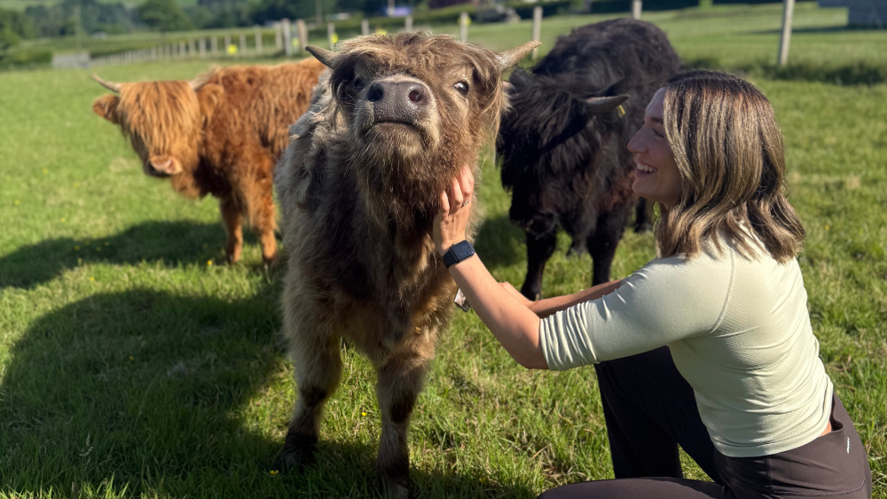 Highland Cow Experience - for one